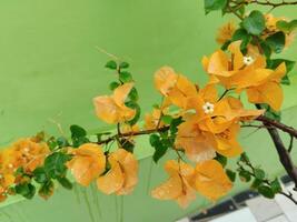 Creative layout Made of green leaves and yellow flower.flat lay.nature consept photo