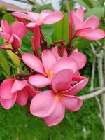 Creative layout Made of green leaves and pink flower.flat lay.nature consept photo