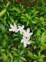 Creative layout Made of green leaves and white flower.flat lay.nature consept photo