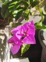 Creative layout Made of green leaves and purple flower.flat lay.nature consept photo