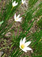 Creative layout Made of green leaves and white flower.flat lay.nature consept photo