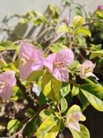 Creative layout Made of green leaves and purple flower.flat lay.nature consept photo