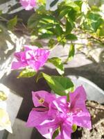 Creative layout Made of green leaves and purple flower.flat lay.nature consept photo