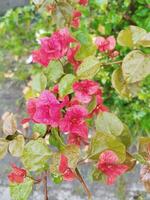 Creative layout Made of green leaves and red flower.flat lay.nature consept photo