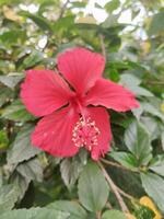 Creative layout Made of green leaves and red flower.flat lay.nature consept photo