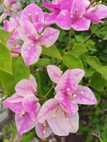 Creative layout Made of green leaves and pink flower.flat lay.nature consept photo