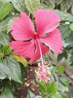 Creative layout Made of green leaves and pink flower.flat lay.nature consept photo