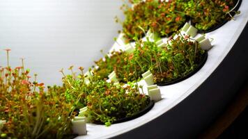 microgreens jardim agrião plantinha. meios de comunicação. fechar acima do crescendo verde comestível plantas dentro uma fiação Fazenda máquina. video