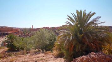 Tinghir area with southern flora under the hot shining sun. Action. Green palm trees and low buildings. video