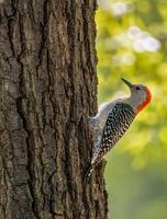 un rojo vientre pájaro carpintero en un árbol maletero foto