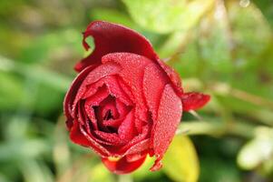 un rojo Rosa con Rocío en eso en el Mañana foto