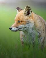 a fox is standing in the grass photo