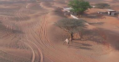 un zumbido capturas un camello caravana en un cubierto de arena pequeño pueblo en el medio de el dubai Desierto video