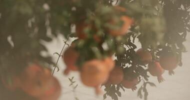 granada árbol en floración y con Fruta en el patio de un antiguo asiático casa video