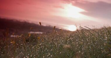 Grass and shrubs in a meadow against a cloudy daytime sky video