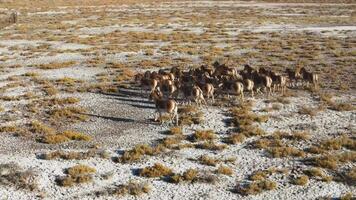 A herd of Przewalski's horses gallops across the steppe, filmed from a drone video