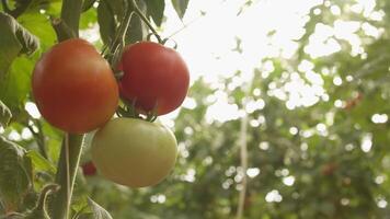 Betten mit Tomaten wachsend im das Gewächshaus video