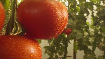 Beds with tomatoes growing in the greenhouse video