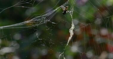 uma mosca enredado dentro uma rede entre a árvores dentro a floresta. video