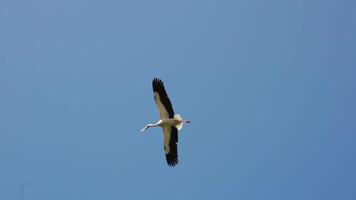 volo di un' cicogna contro il sfondo di un' blu estate cielo. lento movimento. video