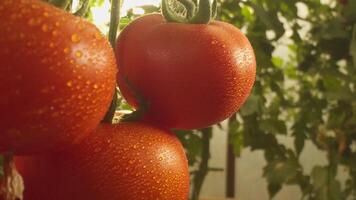 Betten mit Tomaten wachsend im das Gewächshaus video