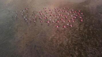 zangão voar sobre uma rebanho do Rosa flamingos dentro baía video