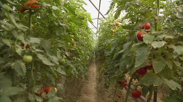 Betten mit Tomaten wachsend im das Gewächshaus video