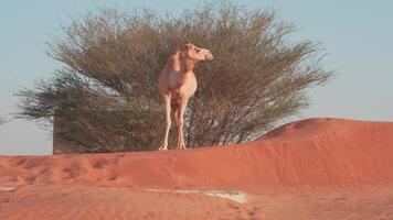 uma solitário verlúdio carrinhos em uma areia duna Próximo para uma coberto pelo deserto minarete video