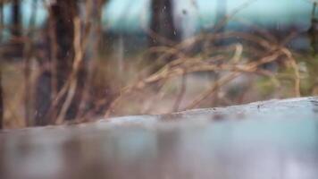 Close-up of drops and streams of rain falling on the ground on the background of a spring garden. video