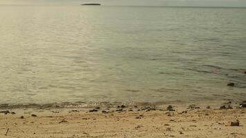 sabbioso spiaggia su un' tropicale isola. il onde di il mare lavare il costa. nel il sfondo, tempesta nuvole a tramonto. Maldive. video