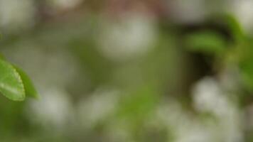 Flowers on the branch of an apple tree in the garden on a sunny day video