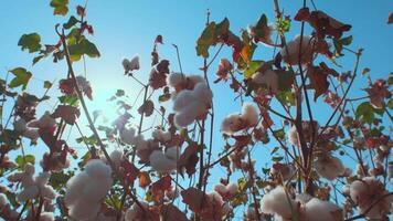 The camera rises up along the opened cotton bolls video