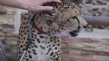 A tame cheetah in a collar and on a leash sits on the carpet video