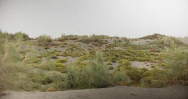 panorama de arena dunas en el medio de el desierto, cubierto con arbustos y césped. video