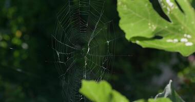 toiles d'araignées parmi vert feuilles dans le forêt balancement dans le vent video