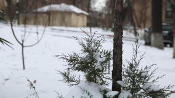 Kiefer Ast mit Eis und Schnee auf das Hintergrund von Schneeverwehungen. video