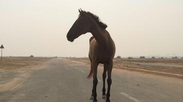 fechar-se do uma vermelho cavalo em pé em uma deserta estrada contra a pano de fundo do pôr do sol video