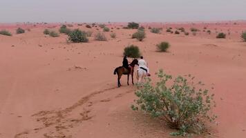 A drone flies over two horsemen riding on desert sand among green bushes video