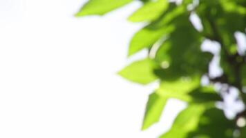 Cherry fruits on a branch with green leaves on the background of the sky video