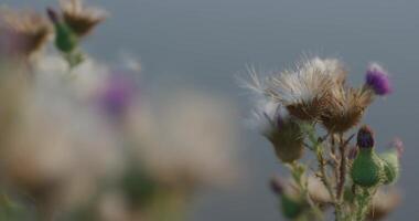 droog herfst bloem in een weide. macro schieten, focus veranderingen van voorgrond naar achtergrond en terug opnieuw. video