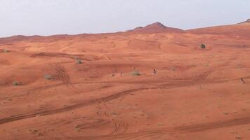 zangão voar sobre camelos caminhando em areia video