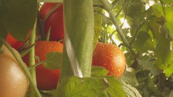 Beds with tomatoes growing in the greenhouse video