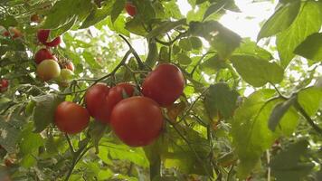 Betten mit Tomaten wachsend im das Gewächshaus video