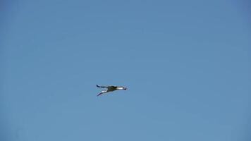 vuelo de un cigüeña en contra el antecedentes de un azul verano cielo. lento movimiento. video