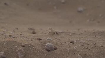 piccolo Marrone lucertola su il deserto sabbia tra piccolo pietre video