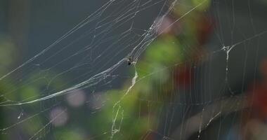 un mosca enredado en un web entre el arboles en el bosque. video