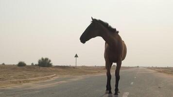 fechar-se do uma vermelho cavalo em pé em uma deserta estrada contra a pano de fundo do pôr do sol video