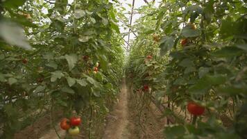 bedden met tomaten groeit in de kas video