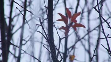 Jets of water flow down the branches of the tree when it rains. video