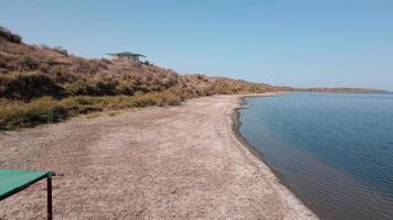 en besättning av hästar på de Strand av sjö aydarkul. video